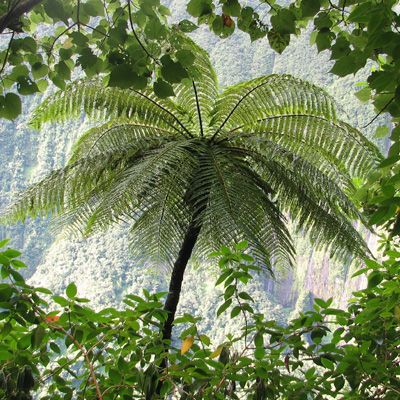 Fanjan les hauts, plante indigène de la Réunion