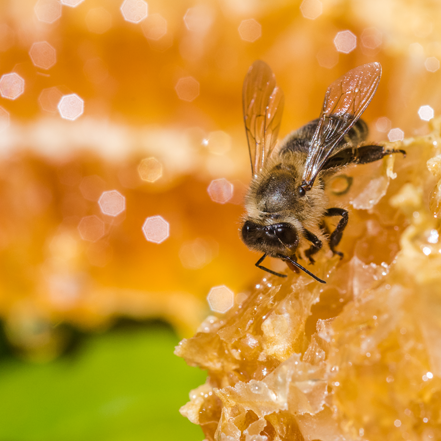 Miel et autres produits de la ruche