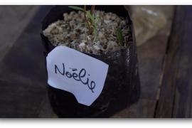 Adoption d'un pied de bois