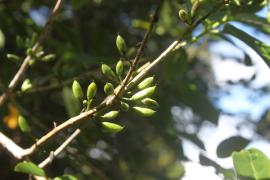 Bois de piment