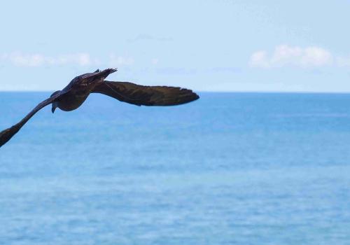 1_echouage_petrel_noir_14-11-15_s._michel_pnrun_18.jpg