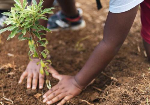 Plantation au Léna 