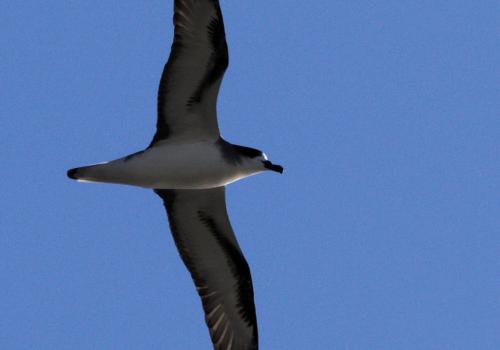 petrel_de_barau_ccellule_life_petrels_-_martin_riethmuller_3.jpg