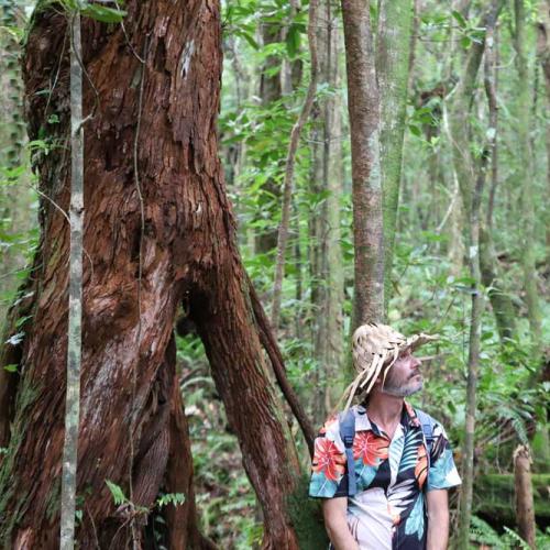 En forêt de Mare-Longue 