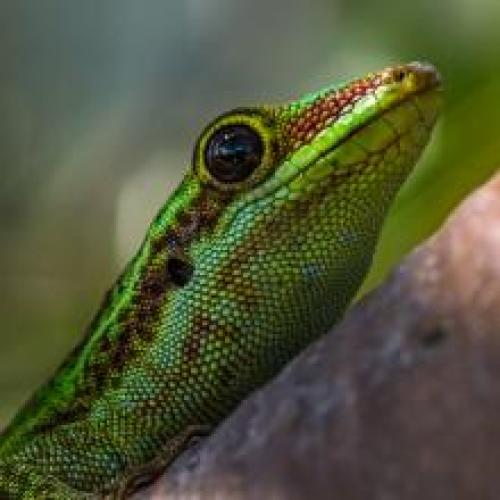 Le Gecko vert de Bourbon