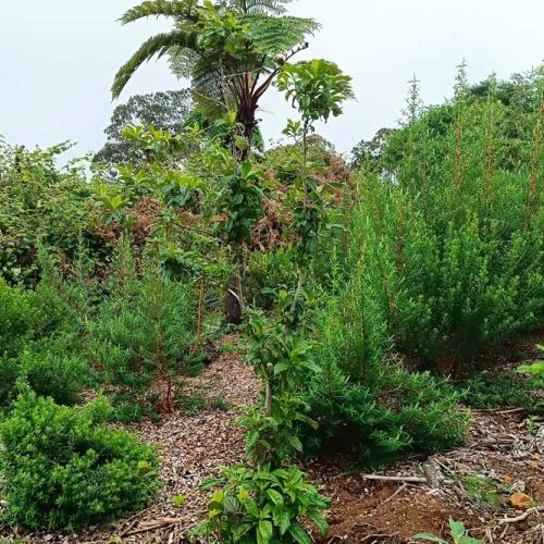 Plantation d'espèces indigènes sur terrain agricole à Grand Coude