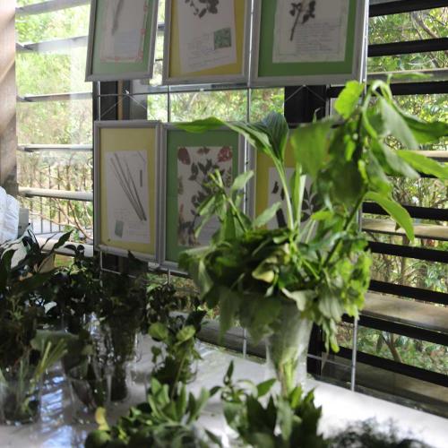 Collection d'herbiers réalisés dans le cadre du concours Zerbaz péi 2024  