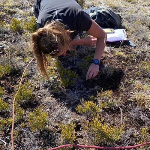 Diagnostic du degré d'invasion sur le massif du Grand Bénare 