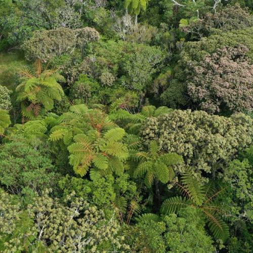 Forêt de Petite-Ile ©Electron-Family-Parc-national-de-La-Réunion