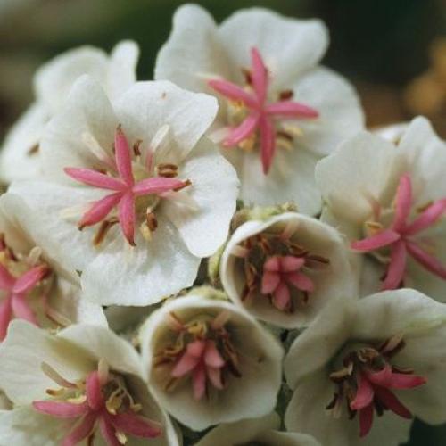 foret_bois_de_couleur_mahot_fleurs_light.jpg