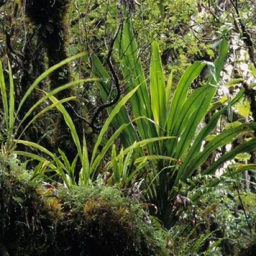 foret_cordylines_epiphytes.jpg