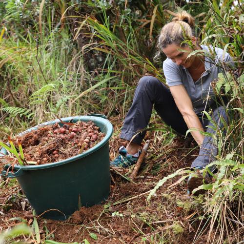 chantier_participatif_-_col_de_bellevue_-_jif_2023_c_parc_national_de_la_reunion_-_laurence_peyre_58.jpg