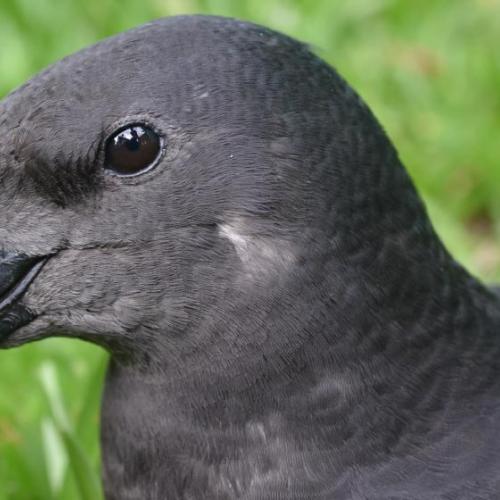 petrel_noir_de_bourbon_parc_national_de_la_reunion_-_benoit_lequette_7.jpg