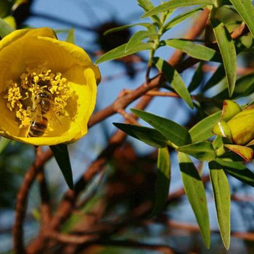 Fleurs jaunes