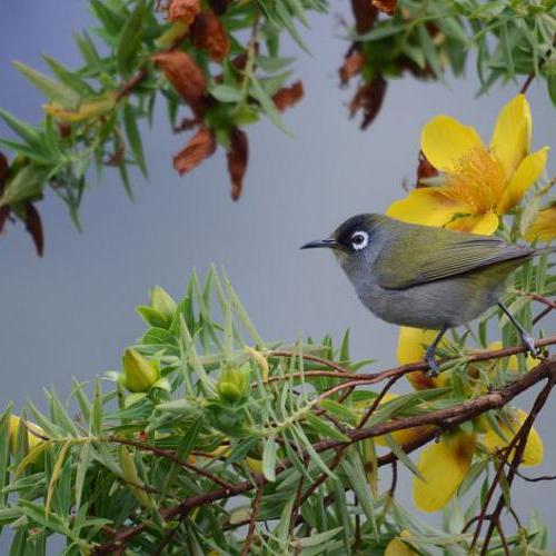 L'oiseau vert