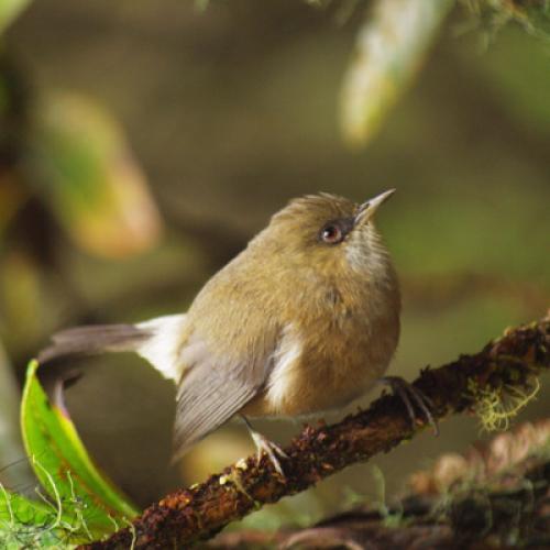 vignette_oiseau_banc.jpg