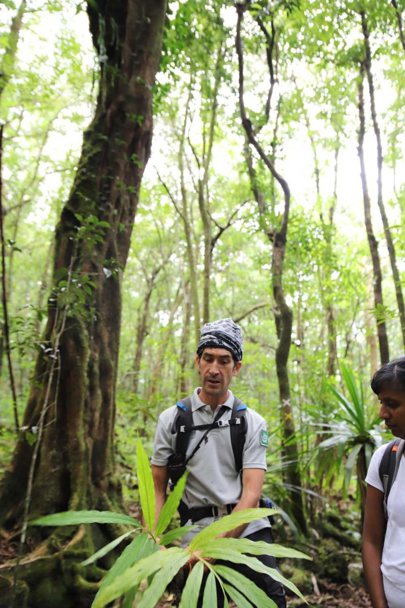 Différencier plantes exotiques, ici la cardamome, et endémiques en forêt de Mare-Longue 