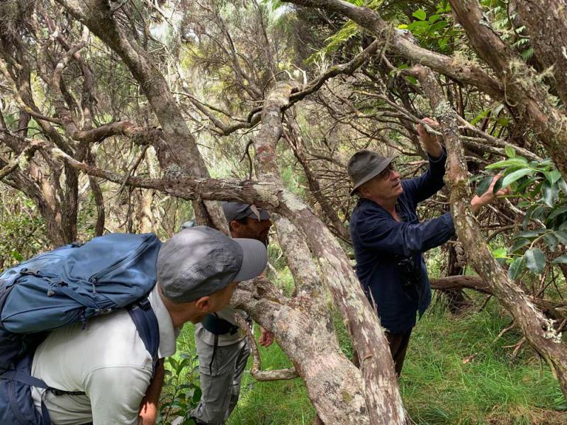Relevés d’indices de présence du cerf au Dimitile avec Cyril Ducret et Alexandre Pèdre © Parc national deLa Réunion