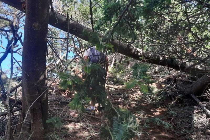 Les agents du Parc national en reconnaissance sur le sentier Jacky Inard à l'Entre-Deux 