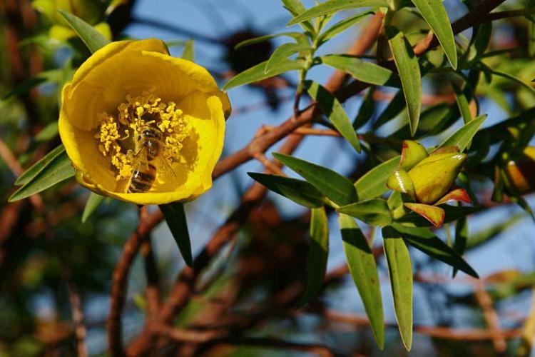 Abeille butinant une fleur de Fleur jaune