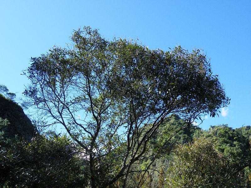 Bois d'olive noir