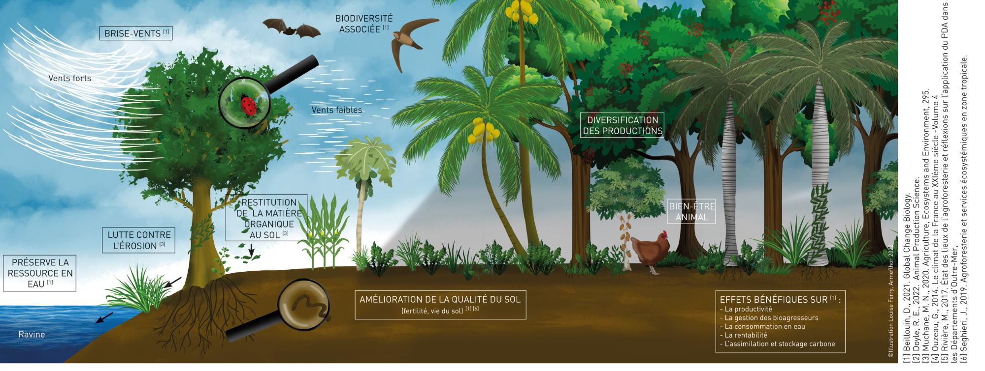 Les bénéfices de l'agroforesterie