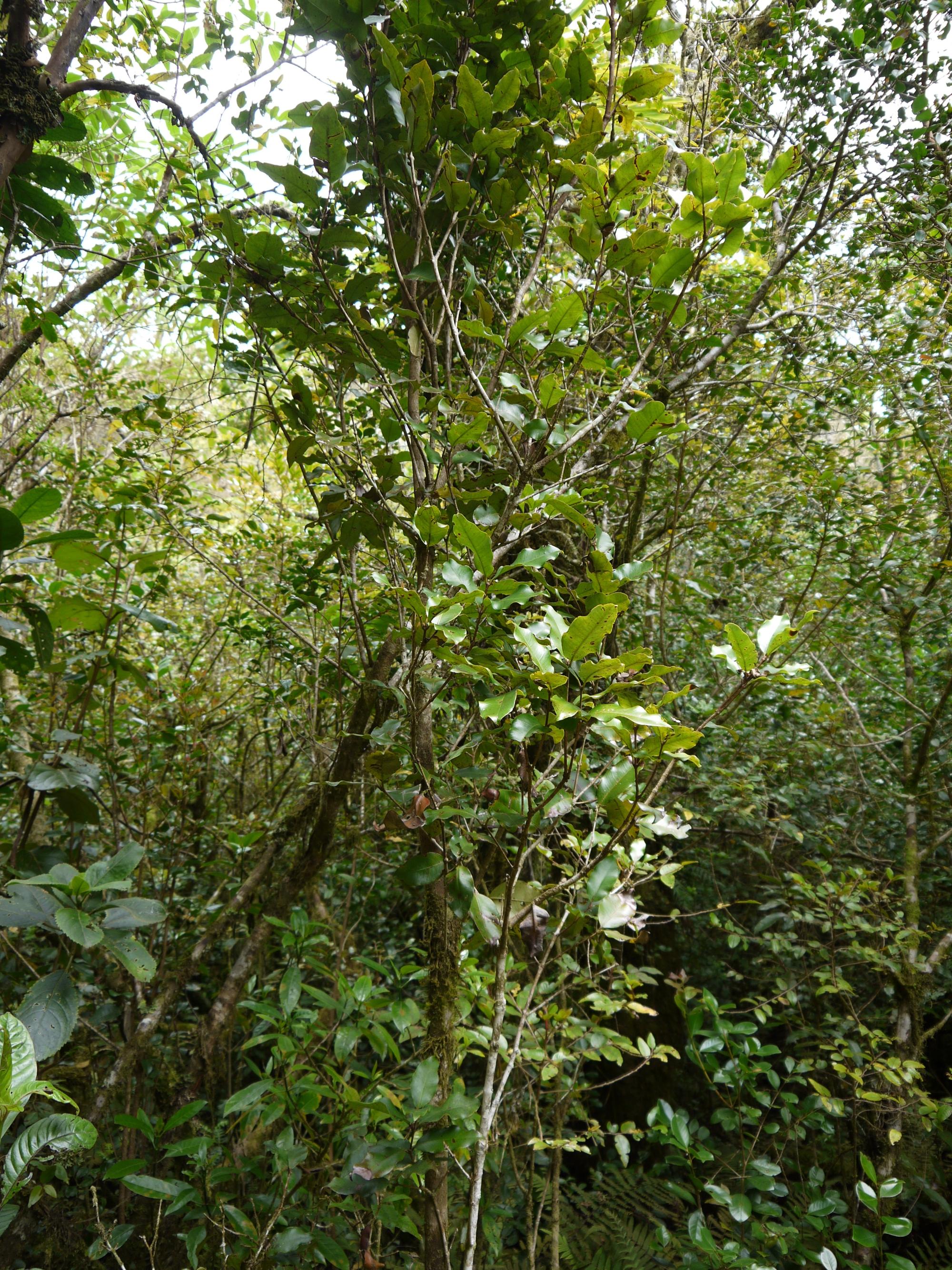 Bois de pomme