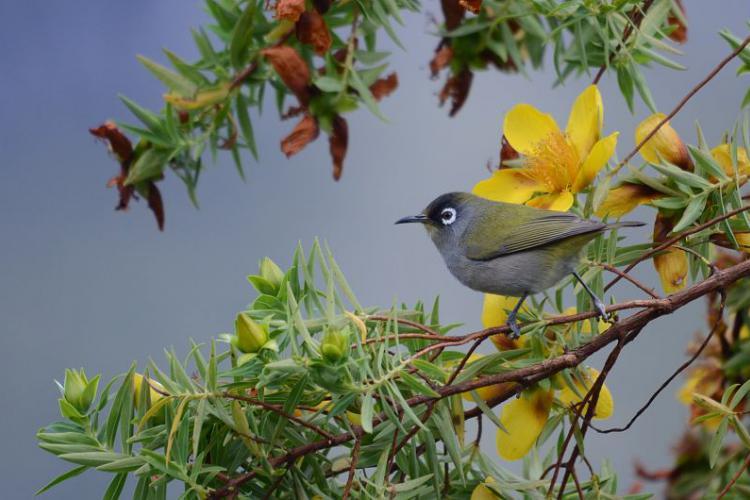 L'oiseau vert
