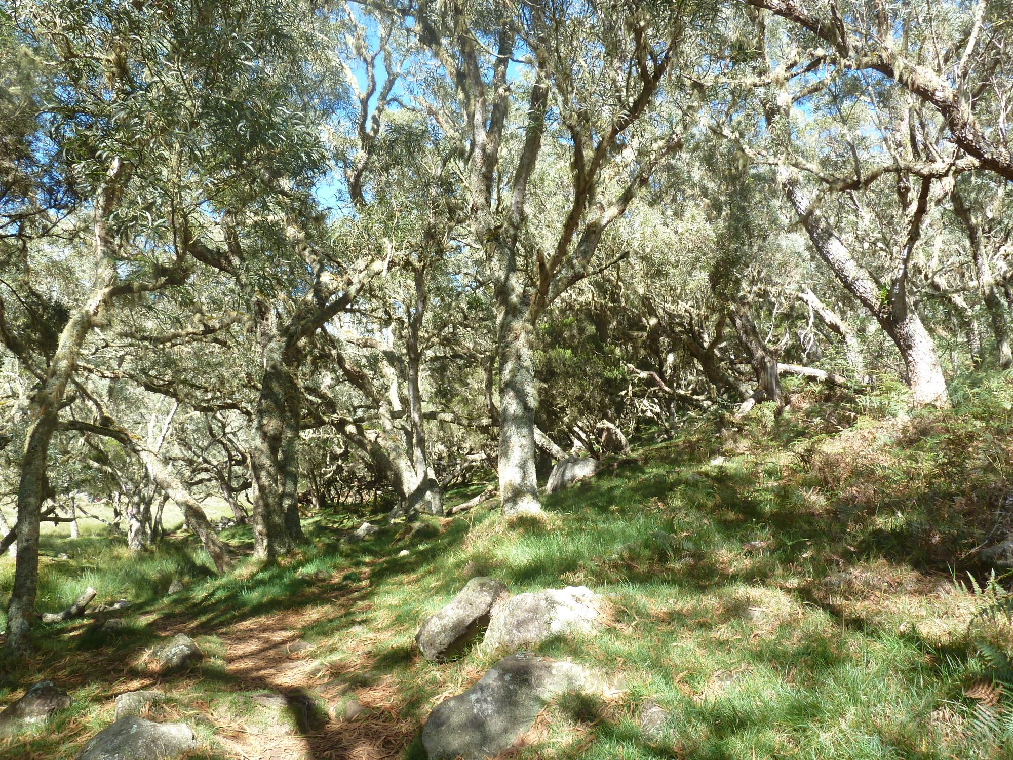 Tamarin des Hauts