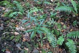 Plant de jamrosat en forêt de Mare-Longue 