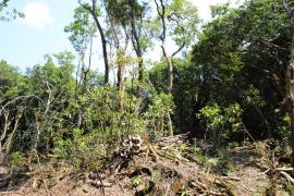 Lutte contre le jamrosat en forêt de Mare-Longue