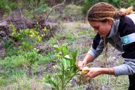 Cueillette de citrons par Sonia dans le cadre du PAT © Parc national de La Réunion - Auteur : M.Dijoux