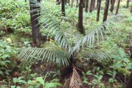 Palmiste rouge ©Parc national de La Réunion