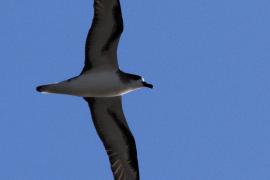 petrel_de_barau_en_vol_c_martin_riethmuller_-_life_petrels.jpg