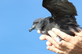 relache_dun_petrel_noir_de_bourbon_c_martin_riethmuller_-_life_petrels.jpg