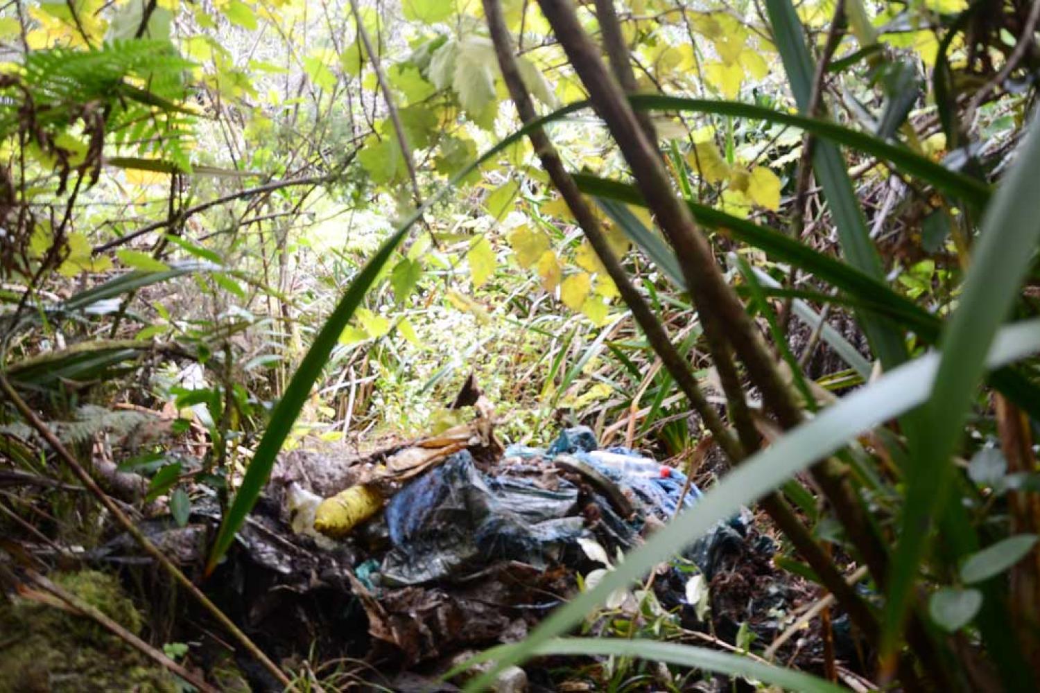 Déchets en forêt