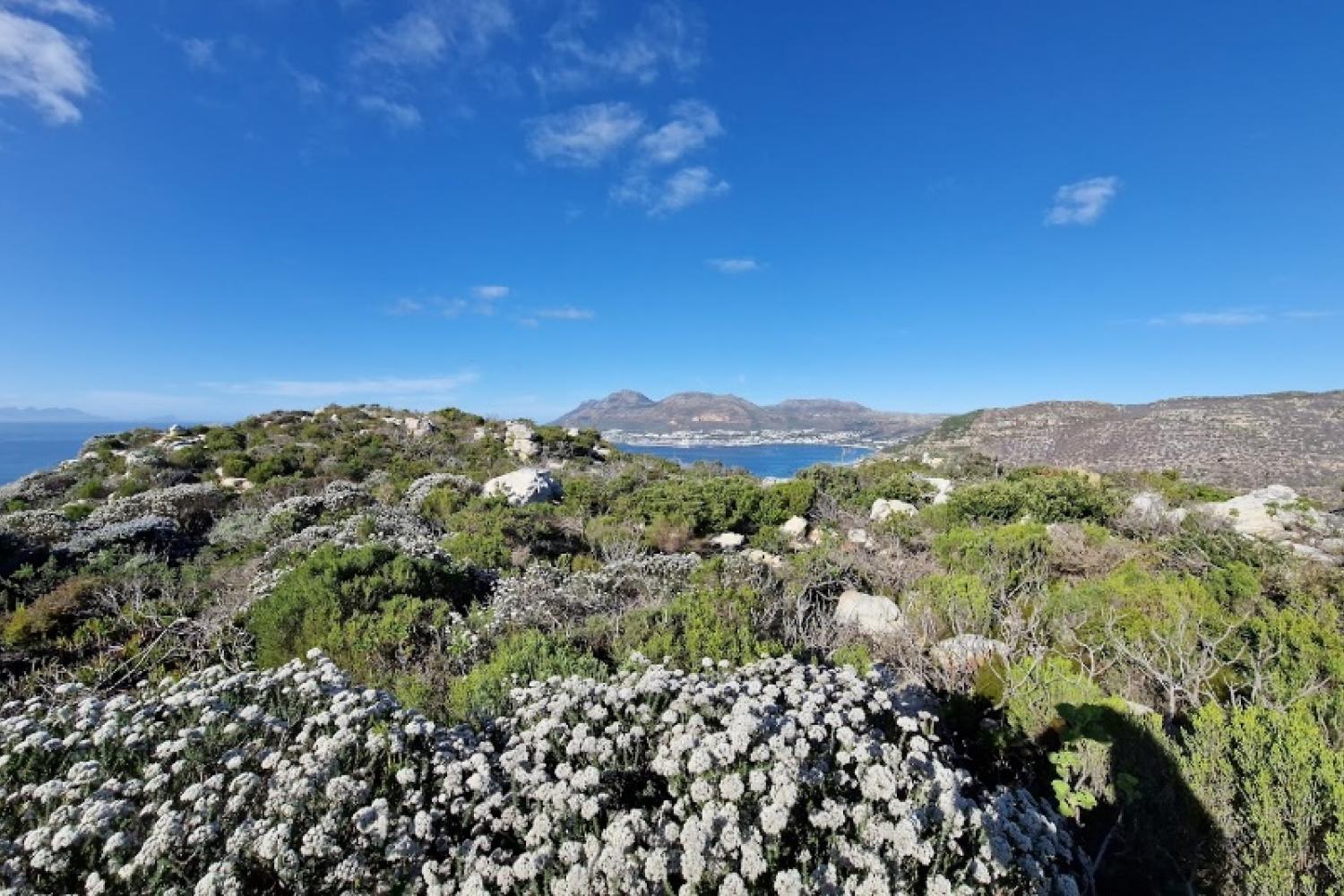 Végétation de type Fynbos