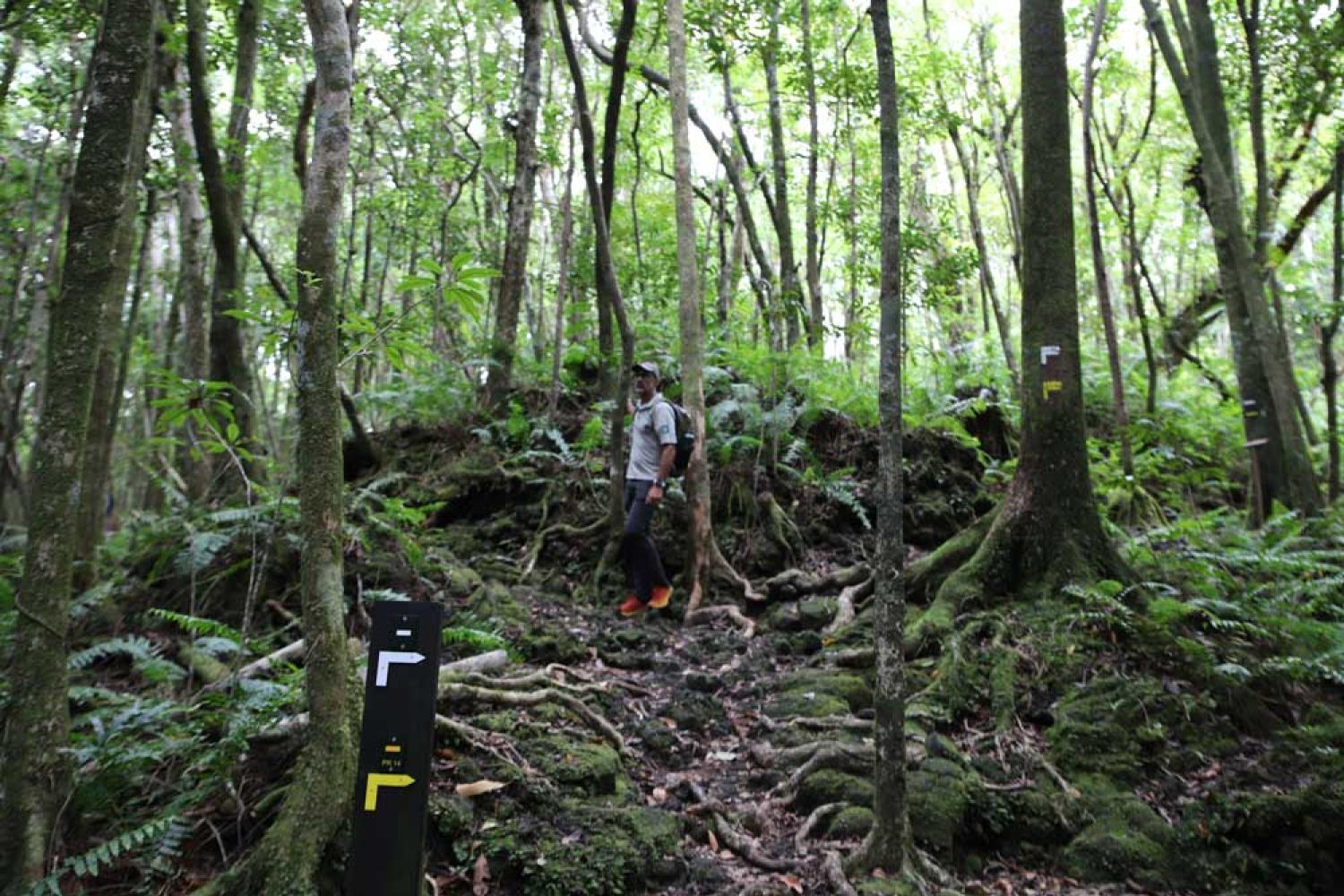 En forêt de Mare-Longue