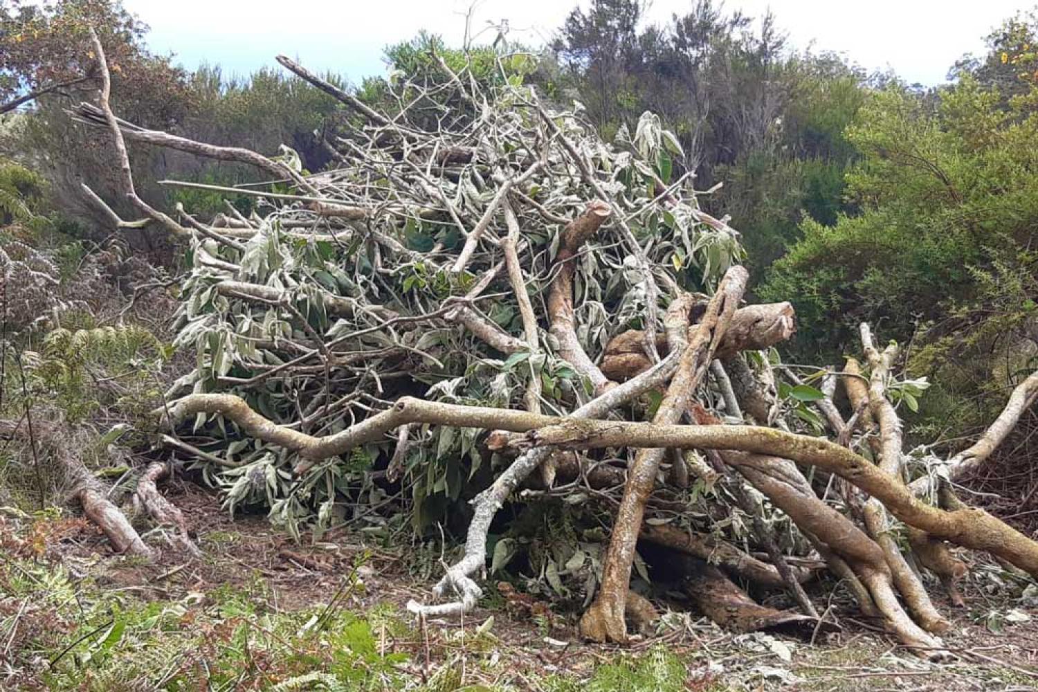 Lutte contre le bringellier marron © Parc national de la Réunion