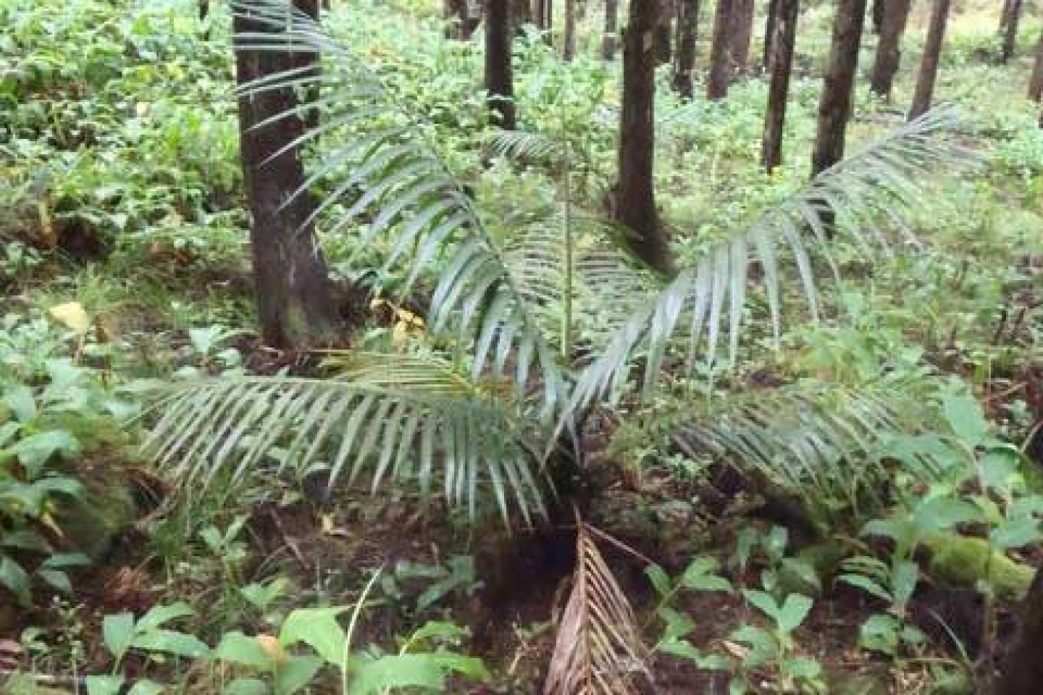 Palmiste rouge ©Parc national de La Réunion