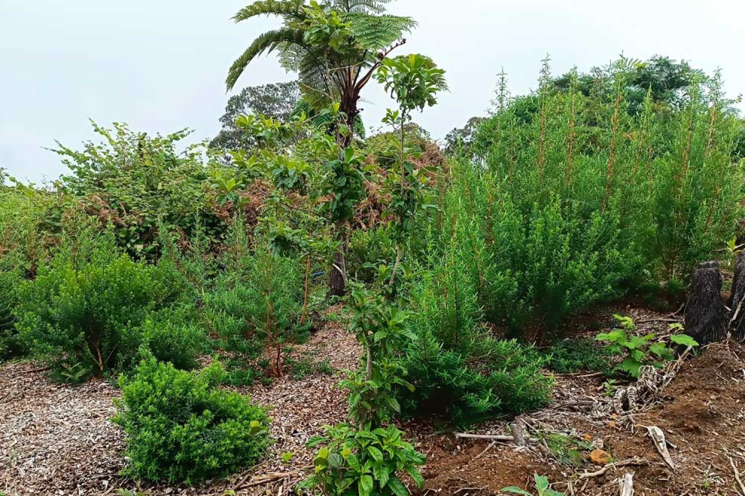 Plantation d'espèces indigènes sur terrain agricole à Grand Coude