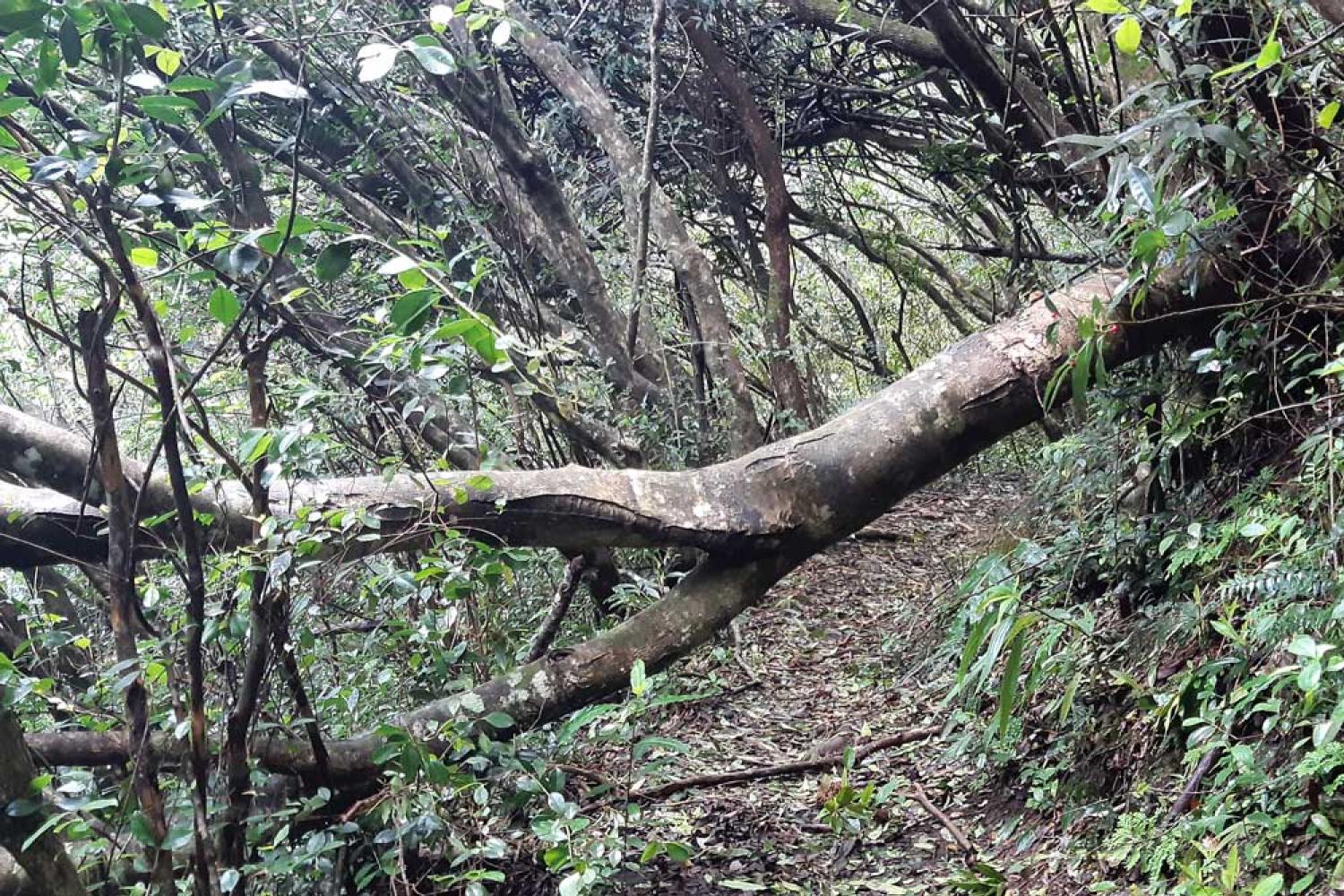 Arbre couché sur le sentier Bayonne à l'Entre-Deux 