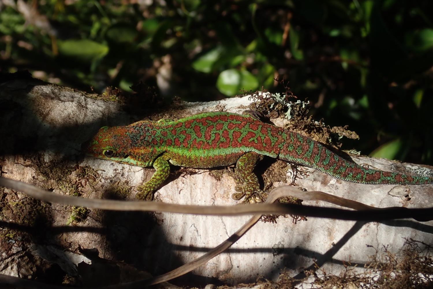 Gecko vert 