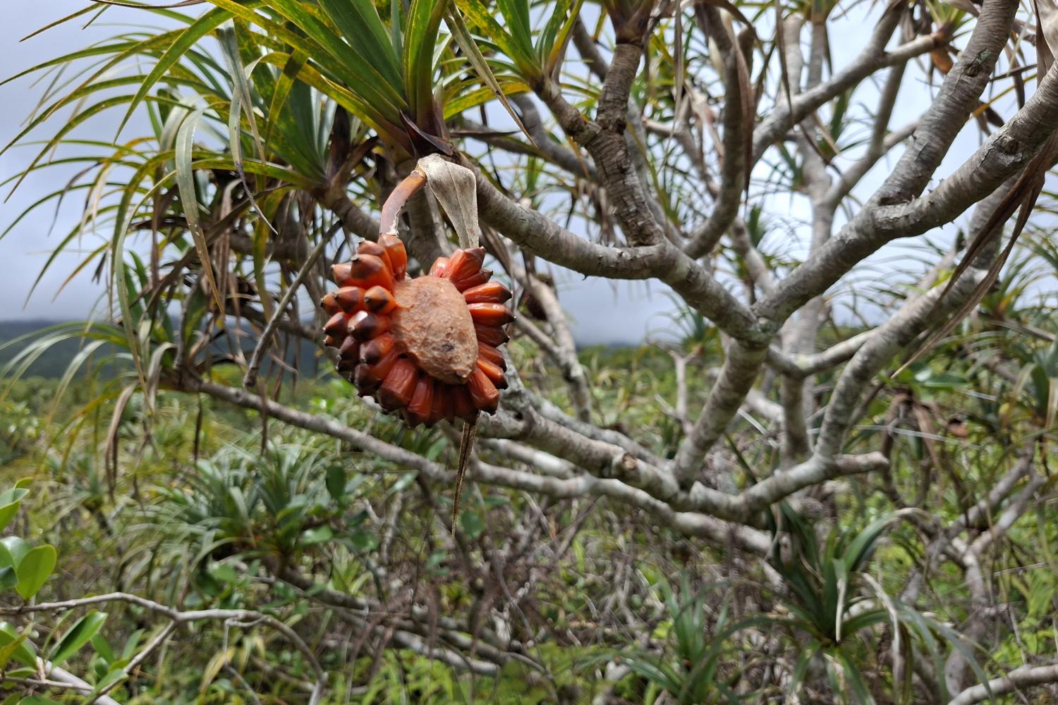La Pandanaie