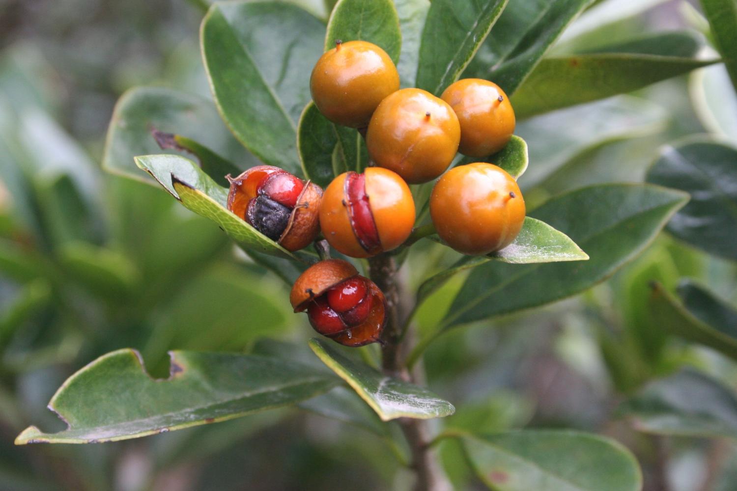 bois_de_joli_coeur_pittosporum_senacia.jpg