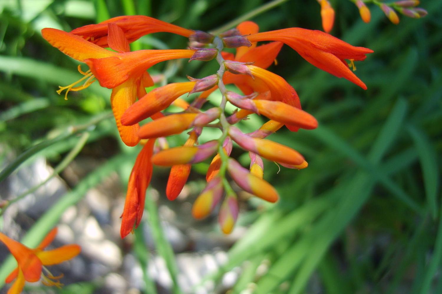 crocosmia_c_venividi_cc_by-sa_2.5.jpg