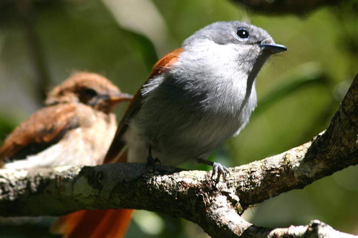 oiseau-la-vierge_terpsiphone_bourbonnensis_parc_national_de_la_reunion_-_jean-cyrille_notter.jpg