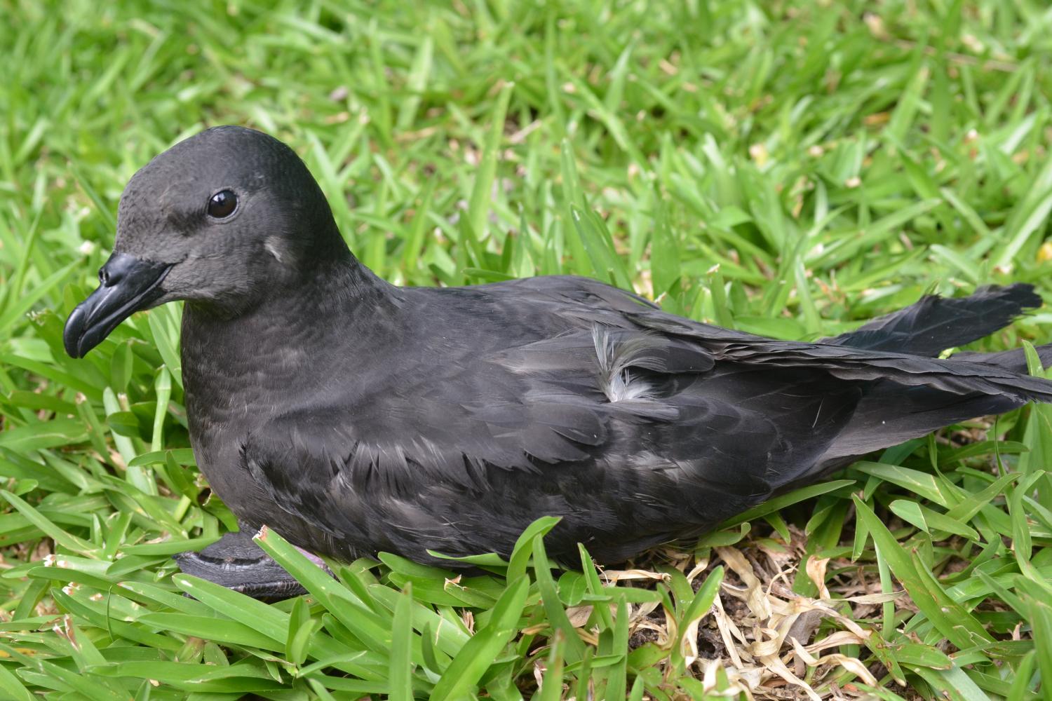 petrel-noir_b_lequette_dsc_2189.jpg