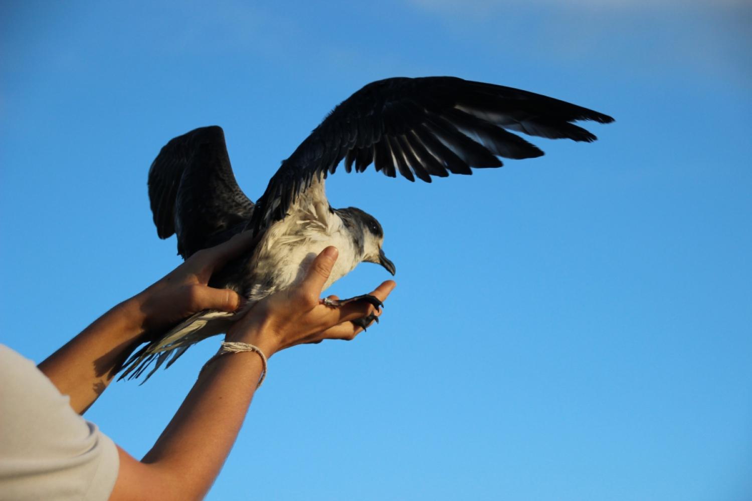 petrel_de_barau_cparc_national_de_la_reunion_3_1200x800.jpg