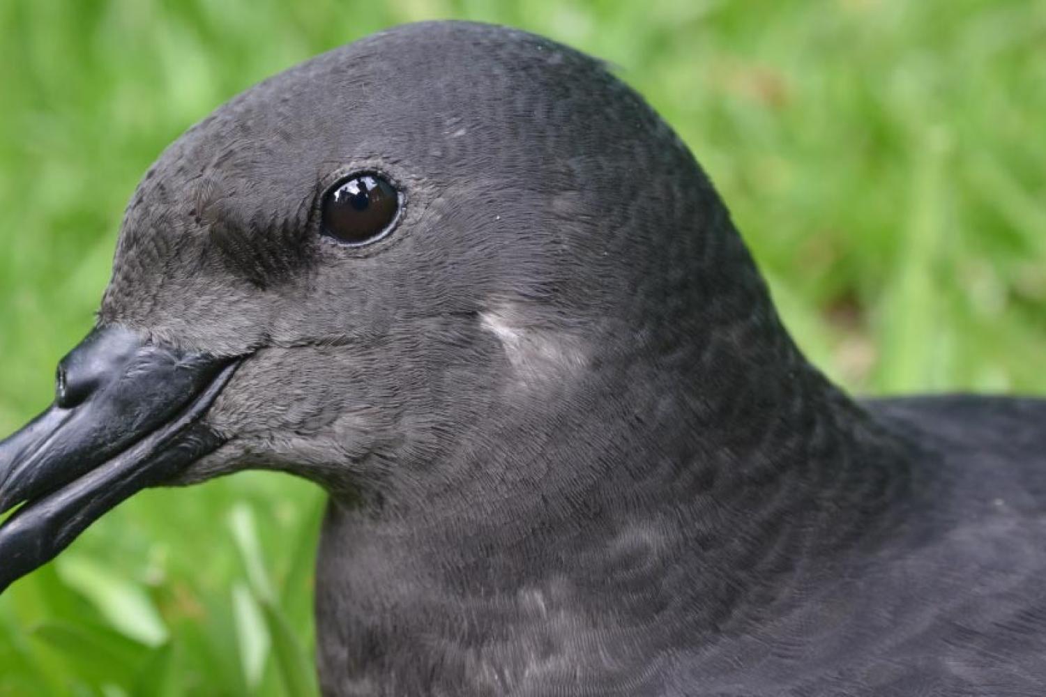 petrel_noir_de_bourbon_parc_national_de_la_reunion_-_benoit_lequette_7.jpg